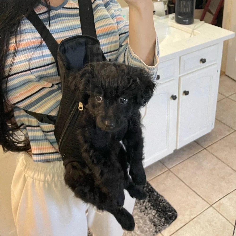 small dog carrier